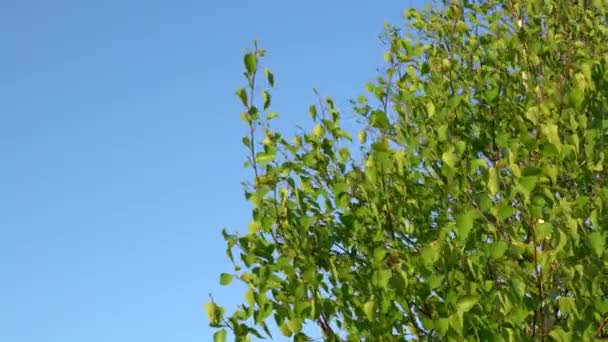 Natürlicher Hintergrund mit frischen Birkenblättern, die sich im Wind bewegen — Stockvideo