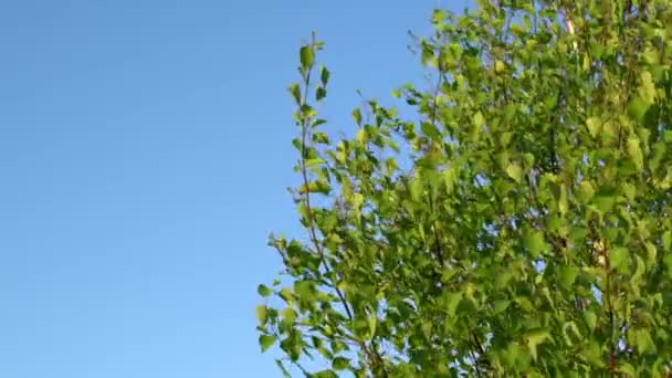 Fondo naturale con foglie di betulla fresca che si muovono nel vento — Video Stock