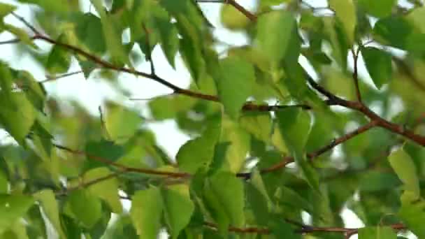 Fundo natural com folhas frescas de bétula se movendo ao vento — Vídeo de Stock