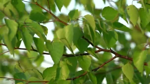 Naturlig bakgrund med färsk Björk lämnar rör sig i vinden — Stockvideo