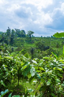 Orman, bali ve pirinç alan manzara