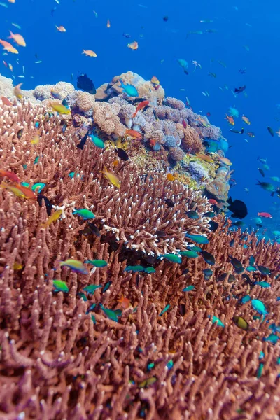 Halak és a tenger alja-ból ökoszisztéma — Stock Fotó
