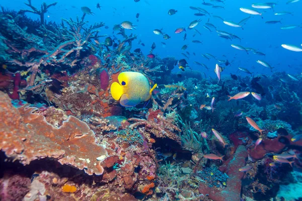 Рыбы и морское дно экосистемы — стоковое фото