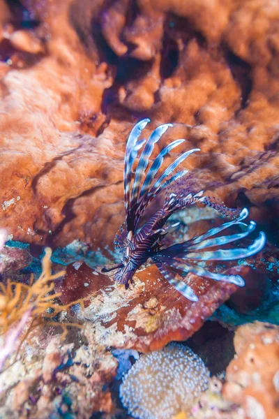 Nahaufnahme von roten Löwenfischen, Komodo — Stockfoto