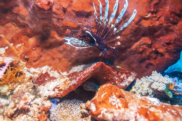 Zbliżenie z Red Lion Fish, Komodo — Zdjęcie stockowe