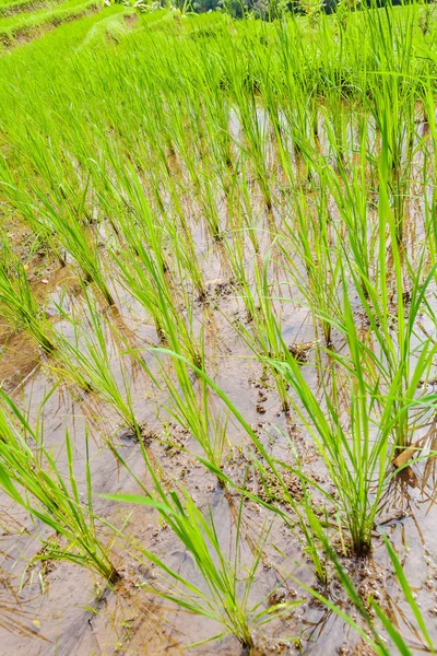 Primo piano delle piante di riso verde fresco — Foto Stock