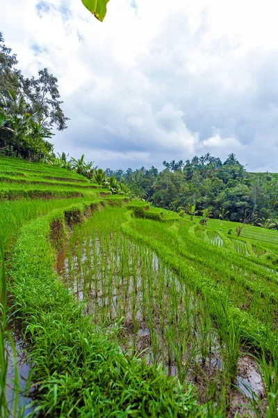 Paisaje con campo de arroz y selva, Bali —  Fotos de Stock