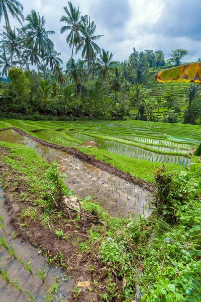 Krajobraz z pola ryżu i dżungla, bali — Zdjęcie stockowe