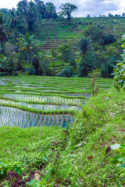 Krajobraz z pola ryżu i dżungla, bali — Zdjęcie stockowe