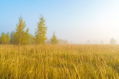 Sonbahar yatay, sarı çim alan, huş ağacı ve duman