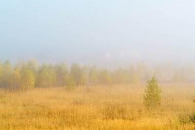 Sonbahar yatay, sarı çim alan, huş ağacı ve duman