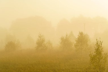 Sonbahar yatay, sarı çim alan, huş ağacı ve duman