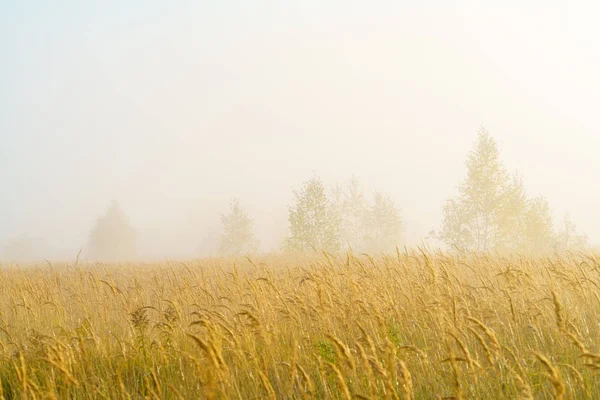 Autumn landscape with yellow grass in the field, birch and smoke — Stock Photo, Image