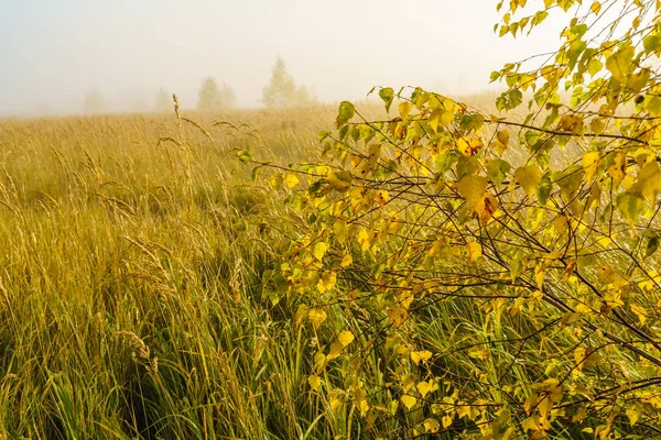 Sonbahar yatay, sarı çim alan, huş ağacı ve duman
