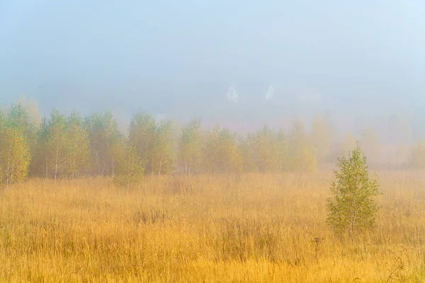 Sonbahar yatay, sarı çim alan, huş ağacı ve duman