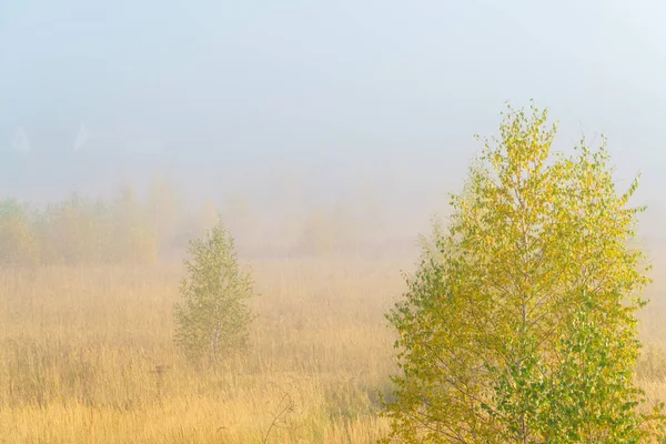 Őszi táj sárga fű a mező, a nyír és a füst — Stock Fotó