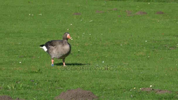 Grey Goose está comiendo hierba en el parque — Vídeos de Stock