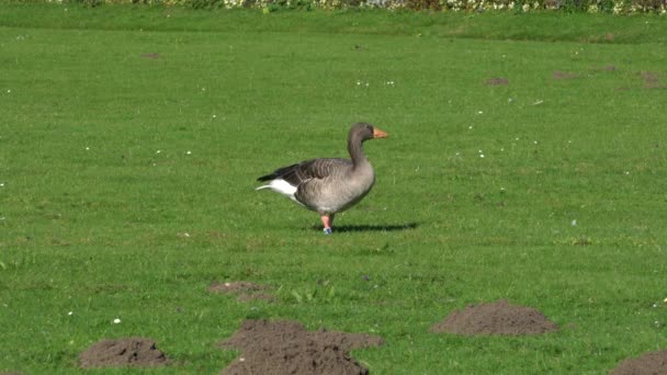 Grey goose jest jedzenie trawy w parku — Wideo stockowe