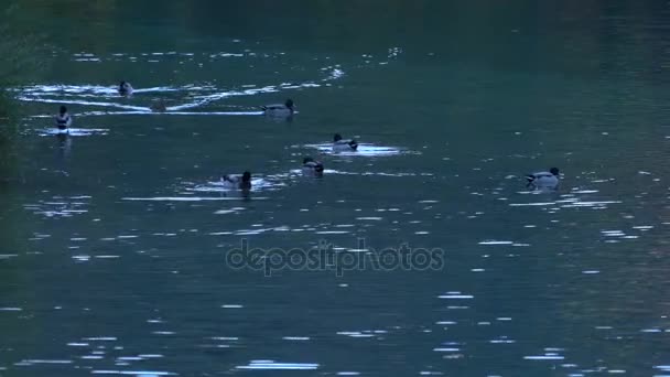 Patos en el lago Hohenschwangau cerca del castillo de Neuschwanstein — Vídeos de Stock