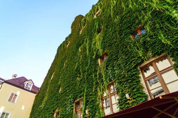 ミュンヘン、バイエルン、ツタの生い茂った完全に町の家 — ストック写真