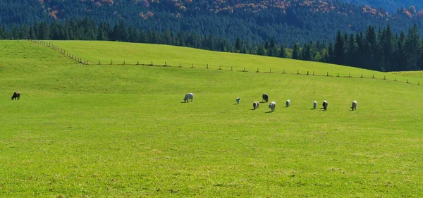 Csorda tehén legelő, havasi rét a — Stock Fotó