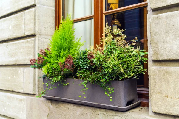 Decoración de la ventana con varias plantas decorativas, Ginebra, Sw — Foto de Stock