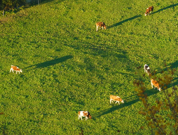 Svájci tehenek legelnek a rét légi felvétel, Gruyeres, Svájc — Stock Fotó