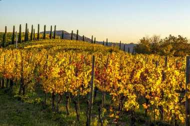 Collio bölgesi sonbahar bağ