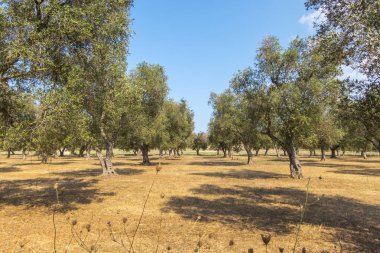 zeytin ağaçları: Salento