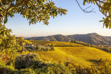 Vineyard in autumn in Collio region clipart