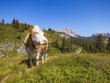 dağ güneş ışığı zevk inek