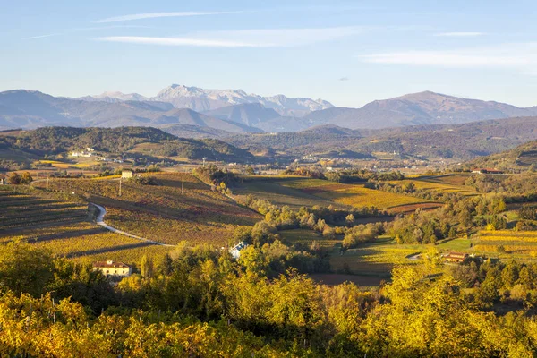 Winnicy jesienią w Collio — Zdjęcie stockowe