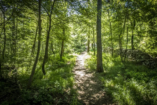 Path in beautiful green forst — Stock Photo, Image