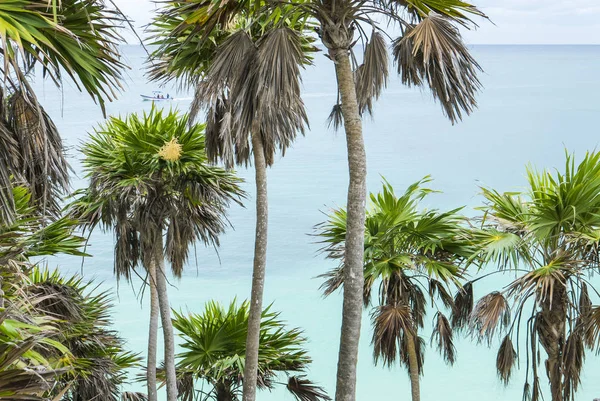 Palm trees on tropical beach — Stock Photo, Image