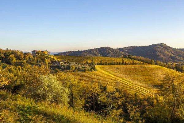 Viñedo en otoño en la región de Collio — Foto de Stock