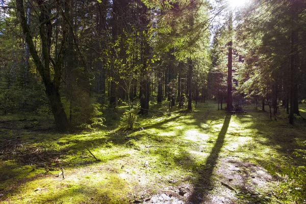 Gyönyörű hegyi erdő — Stock Fotó