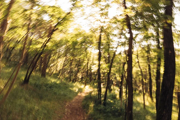 Green forest in motion blur — Stock Photo, Image