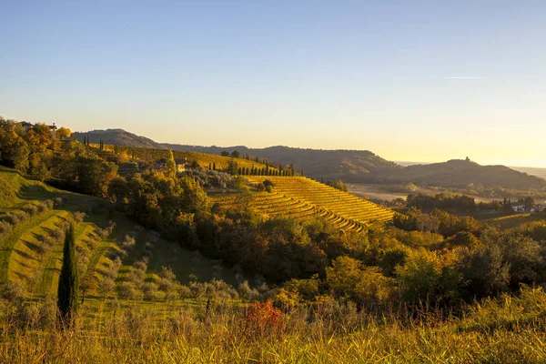 Wijngaard in de herfst in Collio regio — Stockfoto