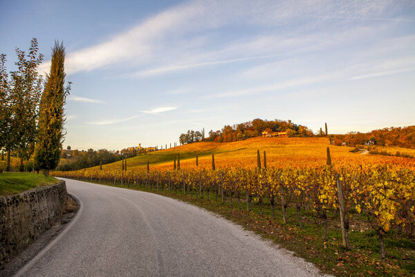 vineyard in autumn in Collio