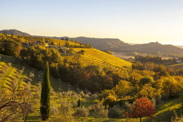 Wijngaard in de herfst in Collio regio — Stockfoto