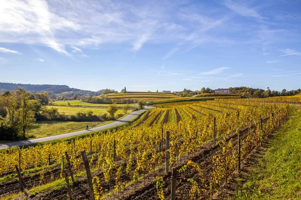 Vinice na podzim v oblasti Collio — Stock fotografie