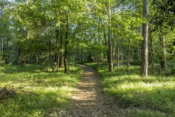 Bella foresta verde — Foto Stock