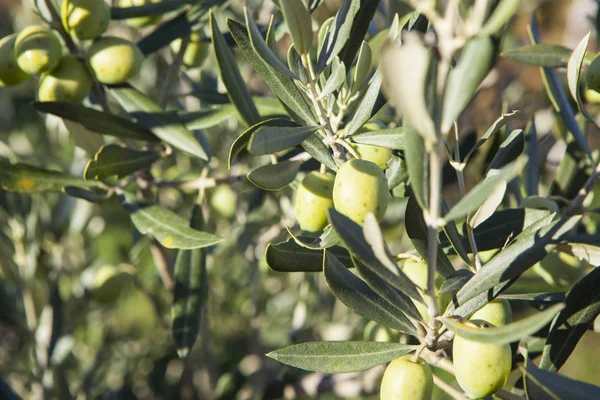 Olive tree brach — Stock Photo, Image