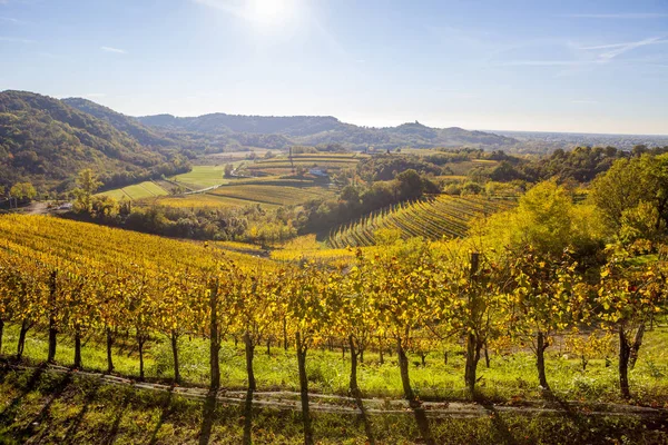 Vinice na podzim v oblasti Collio — Stock fotografie