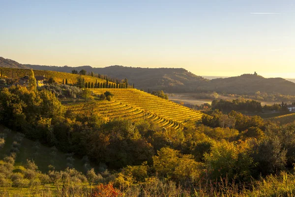 Viñedo en otoño en la región de Collio — Foto de Stock