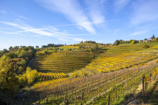 Vinice na podzim v oblasti Collio — Stock fotografie