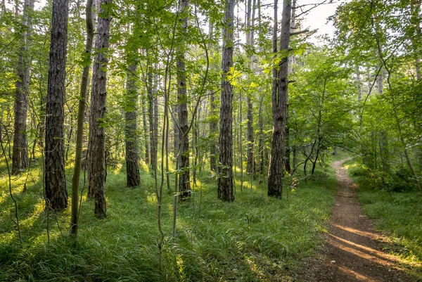 Bella foresta verde — Foto Stock