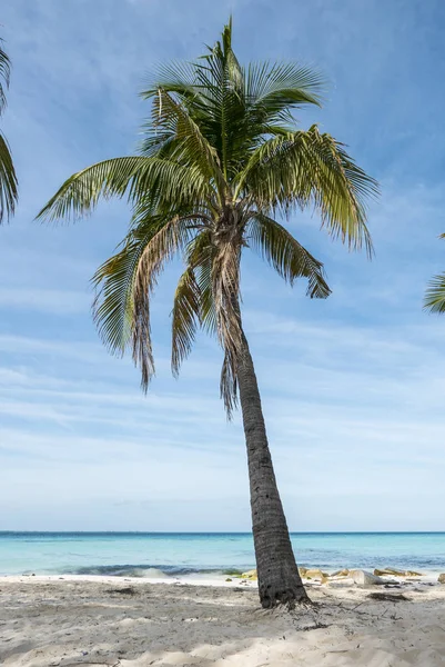 热带海滩上的棕榈树 — 图库照片