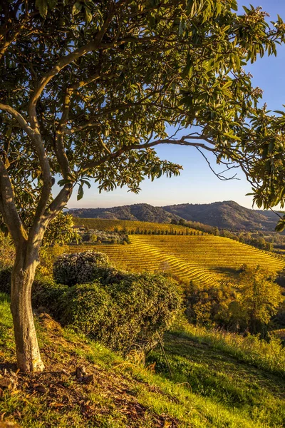 Vingård i höst i Collio region Royaltyfria Stockfoton