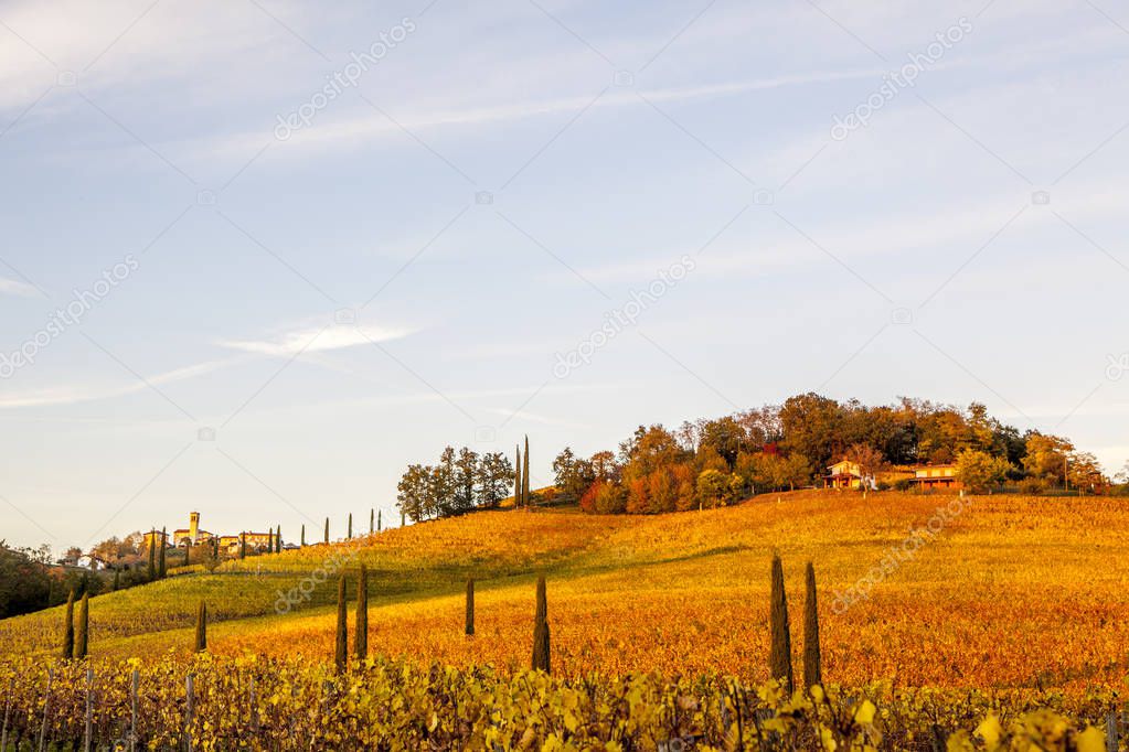 vineyard in autumn in Collio